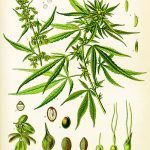 Cannabis_sativa