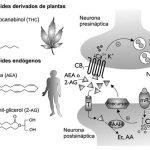 sistema-thc